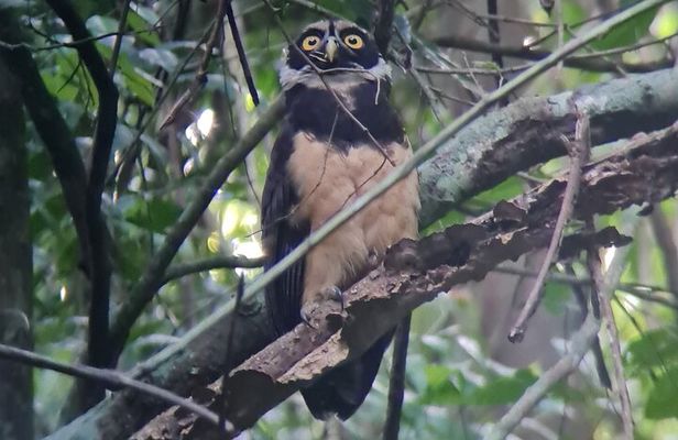 2-3-Hour Manuel Antonio Park Nature Guided Tour