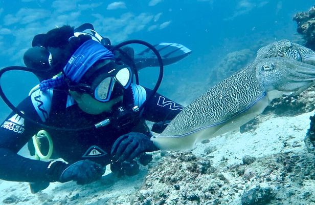 Scuba Diving & Snorkeling Trip in Khorfakkan & Fujairah 