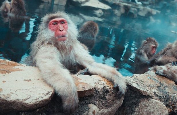 Private Snow Monkey Tour - Conveniently Resort Hop and Sightsee