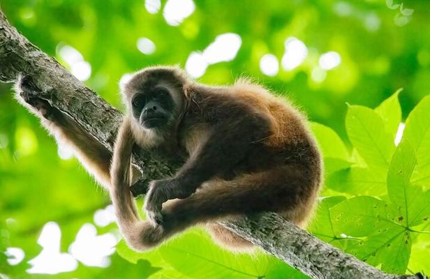 Full Day Private Churute Mangroves Reserve and Cocoa Farm Tour