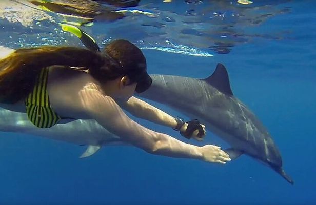 Mnemba Snorkeling, Dolphin and Baraka Natural Aquarium