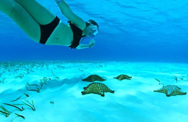 Cayman Adventure: Starfish Point, Stingray City and Coral Gardens