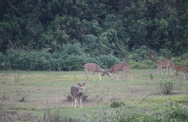 One Day Tour inside Chitwan National Park