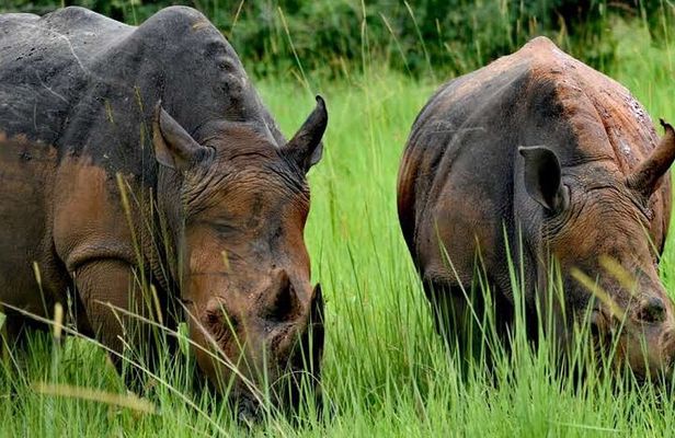 A Thrilling 1-Day Rhino Tracking Tour in Uganda