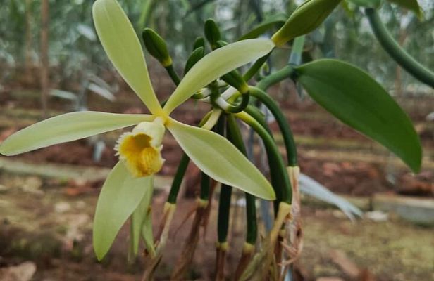 Full day at Hacienda cacaoymango and vanilla greenhouse.