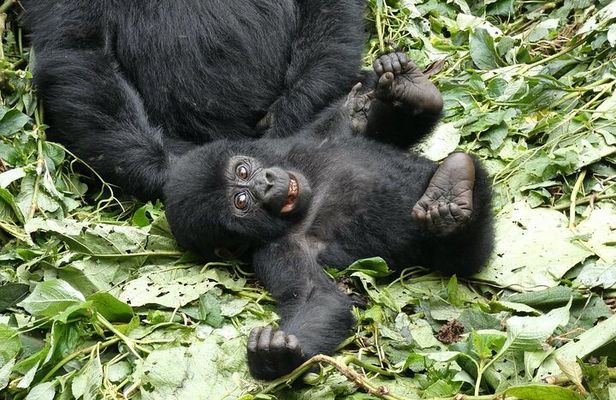 3 -Day Private Gorilla Trekking Safari in Bwindi Forest