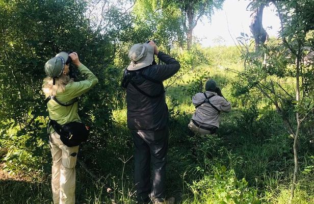 Full Day Birding Zambezi National Park Includes Picnic Lunch