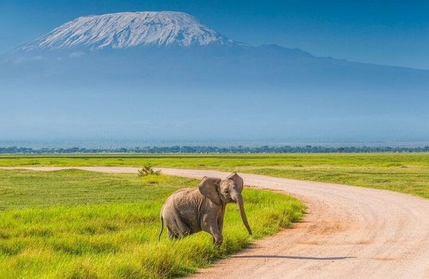 Private Day Tour Amboseli National Park, View Mt. Kilimanjaro 4*4