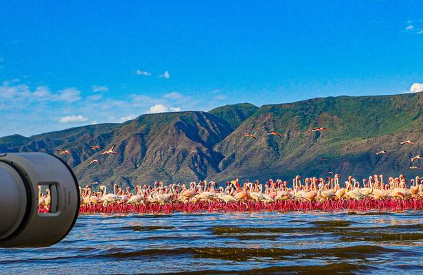 Escape to Lake Bogoria, Flamingo's new home for an overnight safari