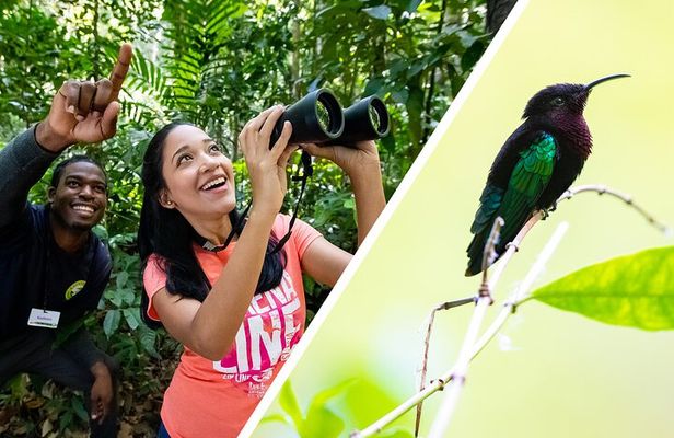 St Lucia Birdwatching Tour at Rainforest Adventures