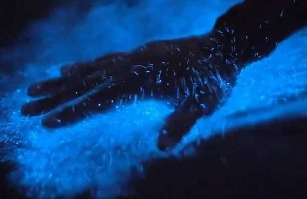 Bioluminescence Kayak Tour Near Orlando