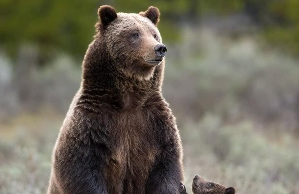Private Two-Day Tour of Yellowstone National Park
