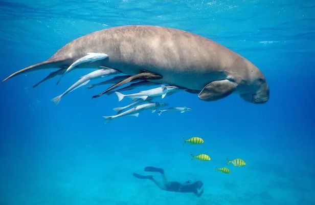 Marsa Mubarak Snorkeling with Dugongs & Turtles From Marsa Alam