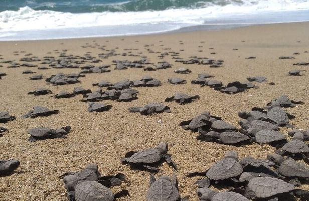 Baby Sea Turtle Releasing Sightseeing Tour with Luis de la Maza