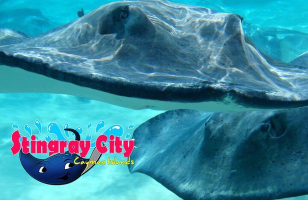 Stingray City and Starfish Experience with Coral Reef Snorkeling