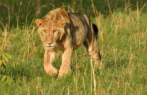 8 Days Uganda Gorilla, Chimp and Wildlife Safari