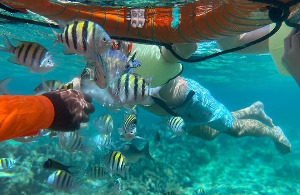 Half-Day Private Roatan Nature Park, Snorkeling, and Beach Tour