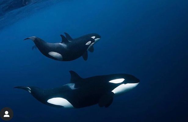 Snorkeling with Orcas In Norway, 4 days All-Inclusive expedition 