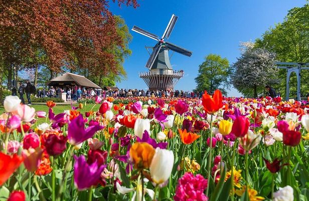 From Amsterdam: Keukenhof Gardens & Windmill Cruise Tour