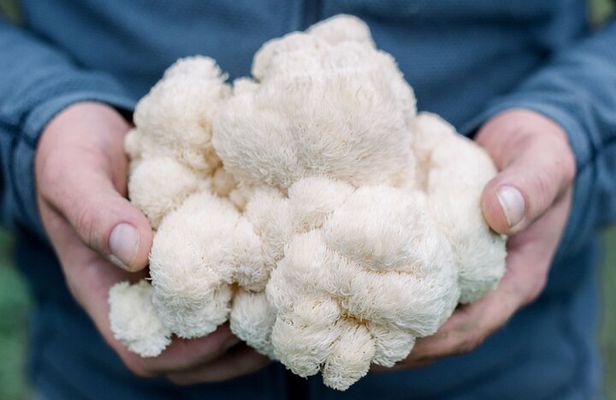 Gourmet Mushroom Farm Tour in Tennessee
