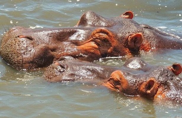 Half Day Tour in iSimangaliso Wetland Park