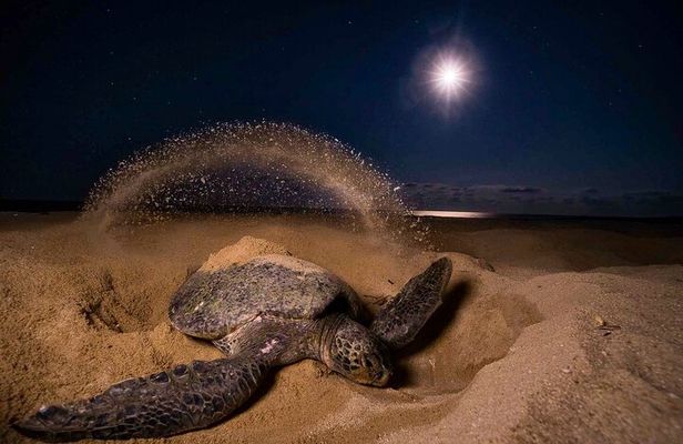 Turtle Nesting night Tour in Tortuguero