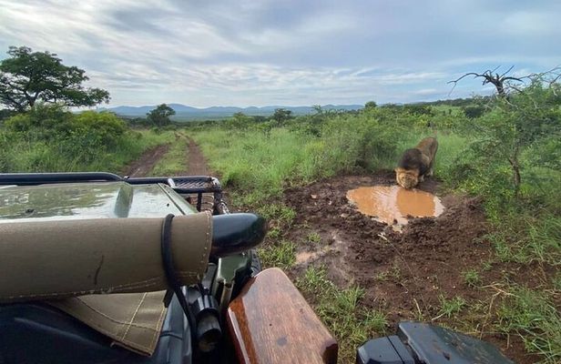 Richards Bay: Big 5 Luxury Safari at Manyoni Private Game Reserve