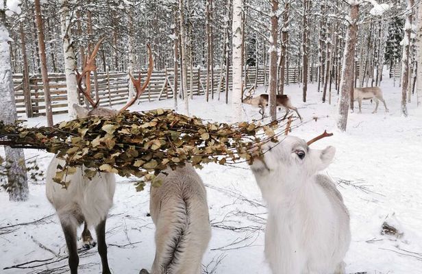 Arctic Huskies and Reindeers Fun in Rovaniemi