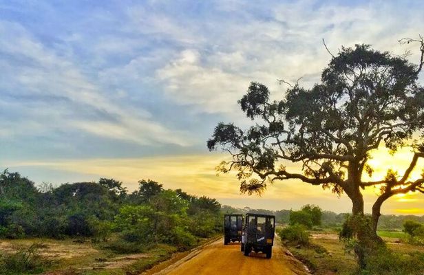 Yala National Park Private Jeep Safari From Colombo & Negombo