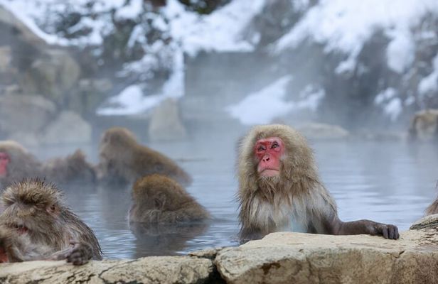 1-Day Private Snow Monkey ZenkoJi Temple & SakeTasting NaganoTour