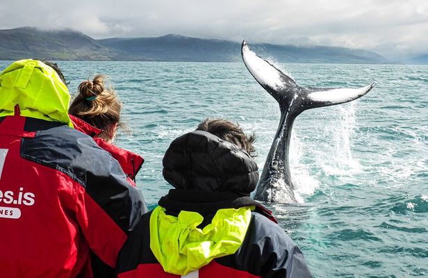 100% Whale Watching
