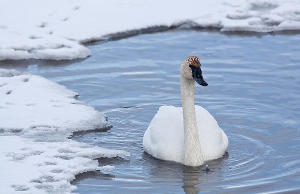 Private Grand Teton Winter Wildlife Tour