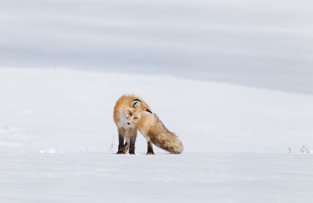 Yellowstone Snowshoe Adventure - Private Tour from Jackson Hole