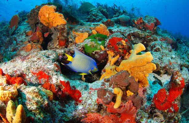 Day Tour at Yalku Inlet and 2 Cenotes From Tulum