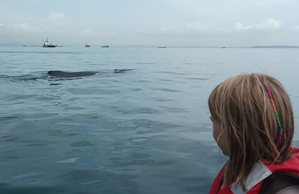 5 hours Whale Watching Experience from Panama City