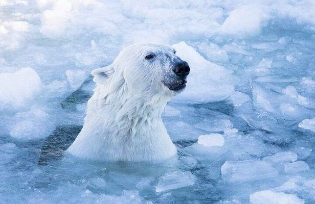 Arctic Polar Bear Adventure Afternoon Trip
