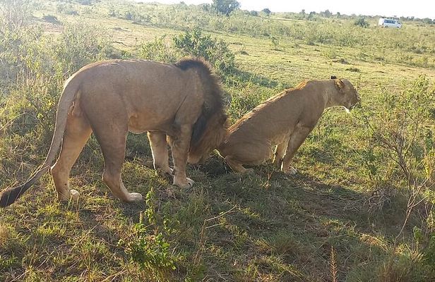 3 Days Adventure Tour in Masai Mara