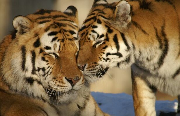 8 Days Golden Triangle Tour with Ranthambore Tiger Tour