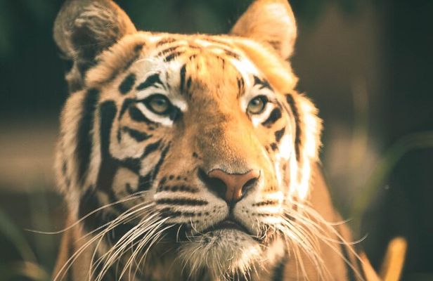 7 Day Golden Triangle with Ranthambore Tiger Tour.