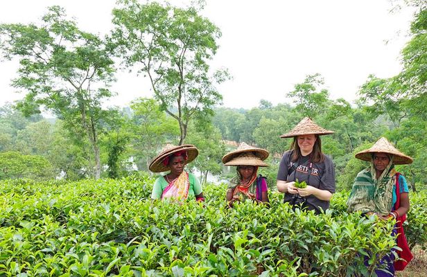 Private Sreemangal Tour Package from Dhaka: Srimangal Nature Tour