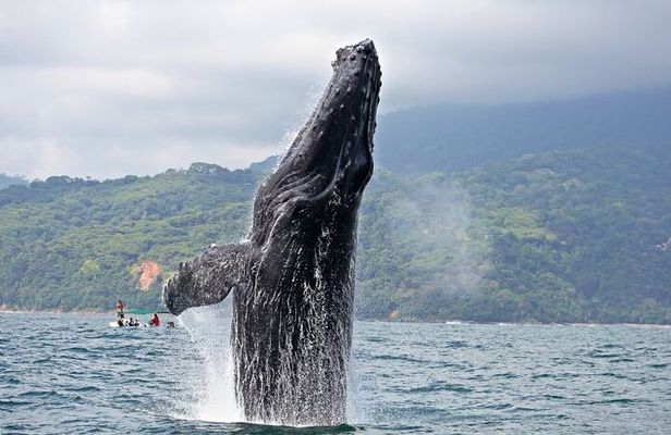 Whales and Dolphins watching Tour From Manuel Antonio