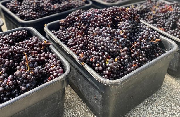 The Boutique Experience: Waiheke Best Cellar Tour (11 guests max)