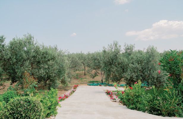 Οlive oil tour & tasting by Markellos Olive