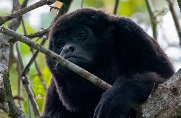 Day Trip Meet Howler Monkeys at Churute & Make Organic Chocolate