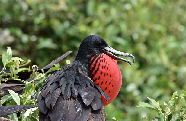 Full Day Tour Mangroves Dolphins and Birds from Guayaquil
