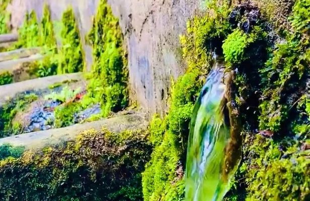 E-Bike Nature Tour in Shuri