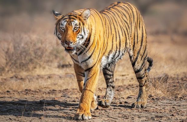 8 Day Delhi Agra Ranthambore Udaipur Jaipur Delhi Tour