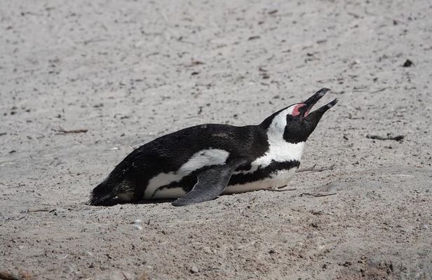 Cape of Good Hope& Penguins at Boulders Beach full day tour