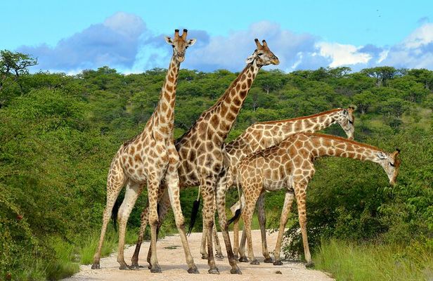  2 Day Budget Safari in Tarangire and Ngorongoro From Arusha