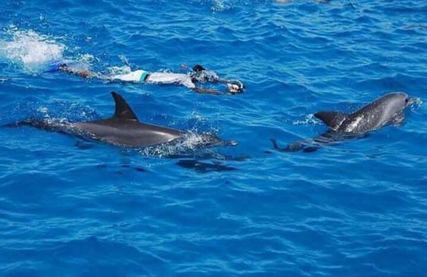 Full-Day Sea Trip with Dolphins and Snorkeling in Red Sea